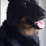 dog, black_fur, tan_markings, tongue_out, pet, animal, portrait, close_up, indoor, fur, ears, snout, happy, curious, canine, mammal, companion, looking_away, tongue, friendly