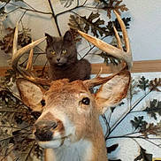 Gracie is registered to the contest to win money with this photo: animal, animal_head, antlers, cat, curious_cat, decor, deer_mount, display, feline, funny, gray_cat, indoor, mounted_deer, nature, oak_leaves, pet, room, taxidermy, wall, wildlife_art