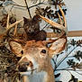 animal, animal_head, antlers, cat, curious_cat, decor, deer_mount, display, feline, funny, gray_cat, indoor, mounted_deer, nature, oak_leaves, pet, room, taxidermy, wall, wildlife_art