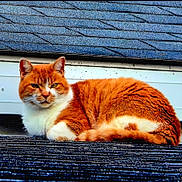 Sammy joined the competition — help win amazing prizes! animal, cat, close_up, daylight, domestic_animal, fur, looking_at_camera, lying_down, mammal, nature, orange_cat, outdoor, pet, quiet, relaxed, resting, roof, shingles, texture, white_fur