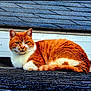animal, cat, close_up, daylight, domestic_animal, fur, looking_at_camera, lying_down, mammal, nature, orange_cat, outdoor, pet, quiet, relaxed, resting, roof, shingles, texture, white_fur
