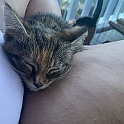 Patience is registered to the contest to win money with this photo: kitten, cat, sleeping, resting, arm, human, skin, window, blinds, indoor, cozy, pet, feline, closeup, fur, cute, domestic_animal, relaxation, comfort, nap