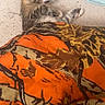 kitten, sleeping, blanket, orange, brown, pattern, cozy, fur, pet, domestic_animal, resting, indoor, soft, cute, animal, young, feline, comfort, nap, hidden