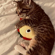 Patience joined the competition — help win amazing prizes! adorable, animal, bed, blanket, cozy, cute, fur, indoor, kitten, nap, paws, pet, plush_toy, relaxing, resting, sleeping, soft, tabby, whiskers, young_cat