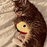 kitten, sleeping, plush_toy, bed, blanket, tabby, cute, pet, animal, cozy, fur, resting, soft, indoor, young_cat, whiskers, paws, adorable, relaxing, nap