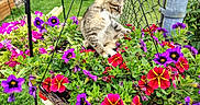 Patience is registered to the contest to win money with this photo: kitten, cat, flowers, hanging_basket, garden, grass, fence, greenery, outdoor, nature, petals, purple_flowers, red_flowers, plants, leaves, curious, small_cat, sunlight, colorful, basket