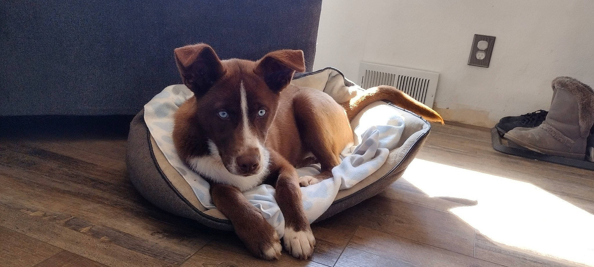 Rascal joined the competition — help win amazing prizes! bored, canidae, carnivore, comfort, companion_dog, dog, dog_bed, dog_breed, dog_supply, fawn, flooring, hardwood, paw, picture_frame, puppy, snout, sporting_group, wood, working_animal, working_dog