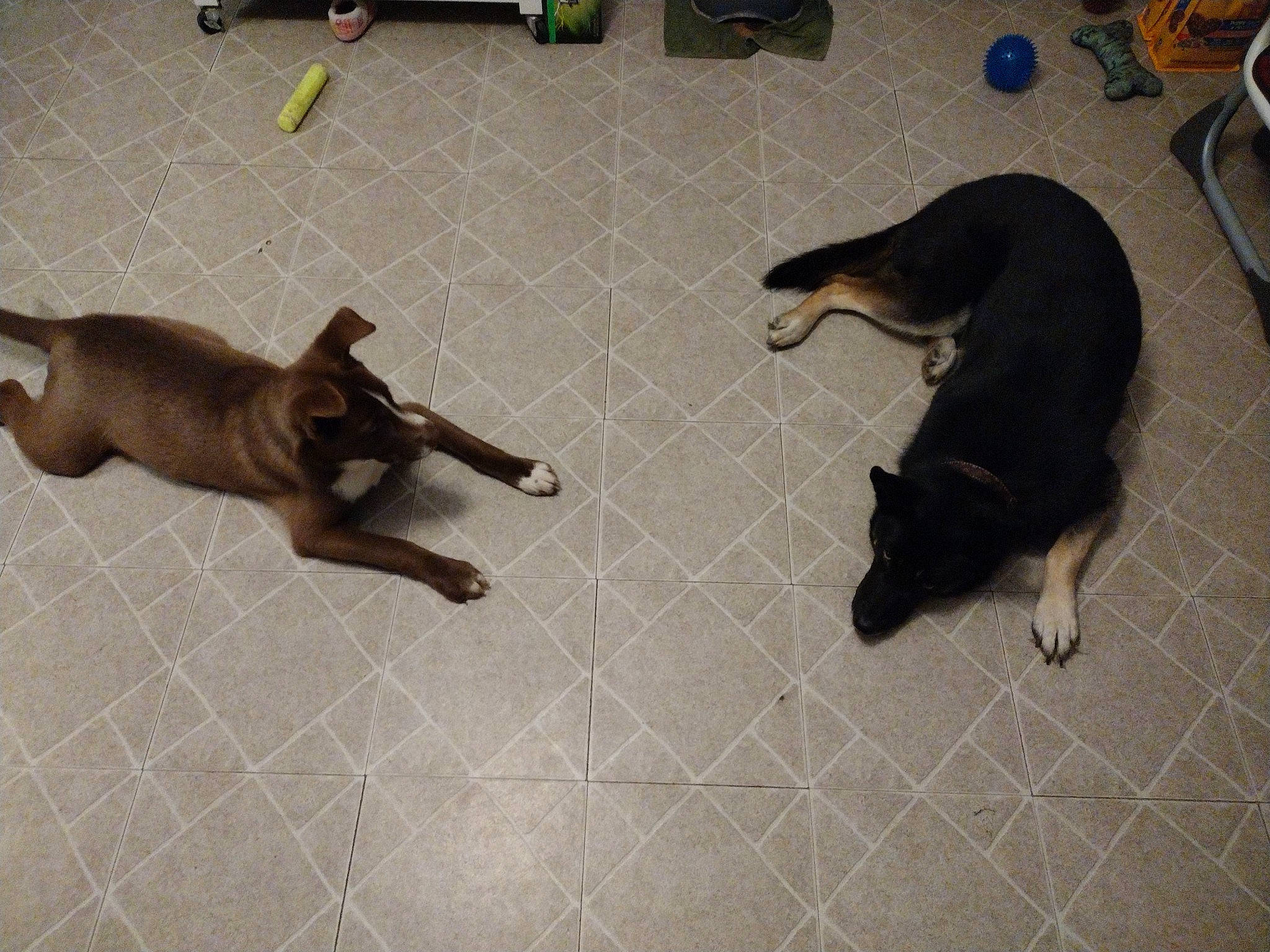 Rascal joined the competition — help win amazing prizes! canidae, carnivore, companion_dog, dog, dog_breed, fawn, floor, flooring, guard_dog, hardwood, houseplant, liver, mammal, paw, pet_supply, snout, sporting_group, tail, wood, working_animal