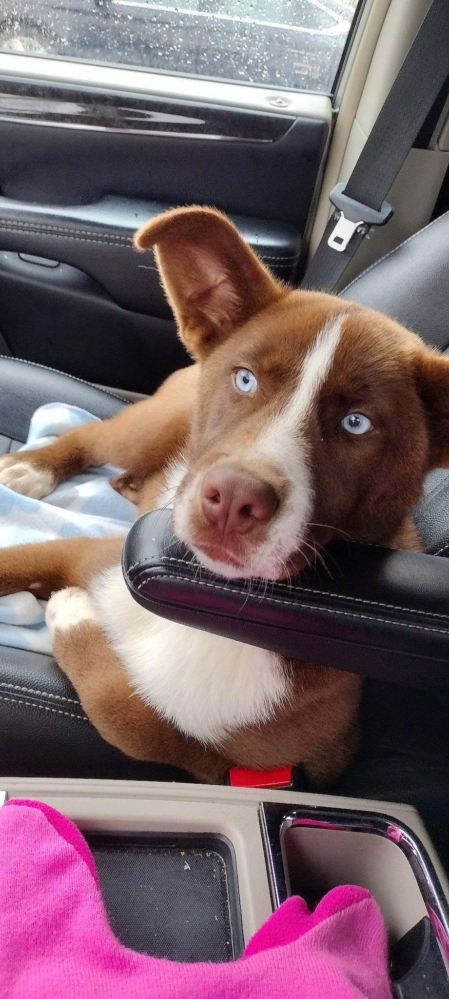 Rascal is registered to the contest to win money with this photo: canidae, carnivore, collar, companion_dog, dog, dog_breed, ear, fawn, fur, head, jaw, liver, selfie, snout, sporting_group, vehicle_door, whiskers, window, windshield, working_animal