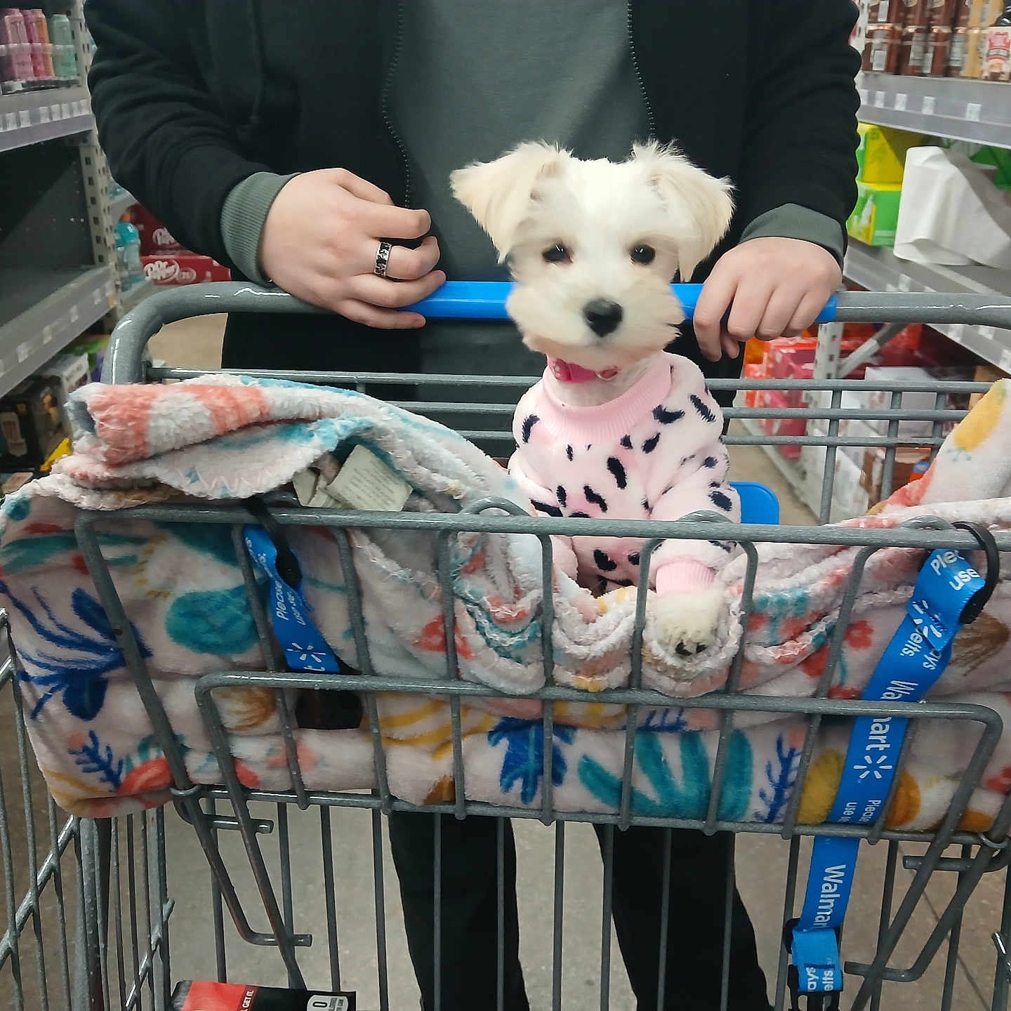 London Weldon joined the competition — help win amazing prizes! accessories, animal, baby, bag, canine, dog, grocerystore, handbag, indoors, jewelry, market, person, pet, plush, puppy, ring, shelf, shop, shoppingcart, toy