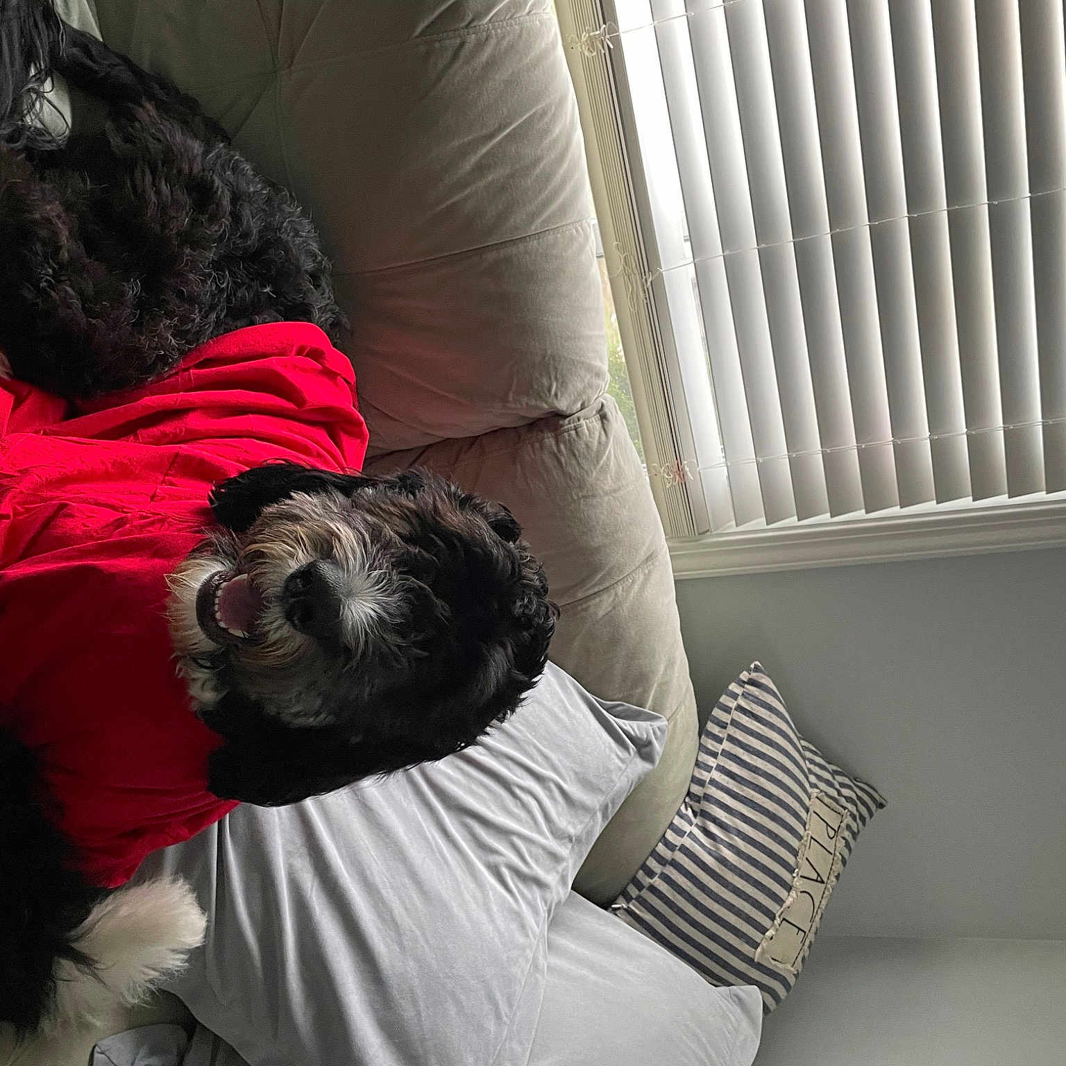 Frankie joined the competition — help win amazing prizes! comfort, companion_dog, elbow, fun, fur, hairstyle, magenta, nap, room, sitting, sporting_group, t_shirt, textile, tints_and_shades, window, window_covering, window_treatment