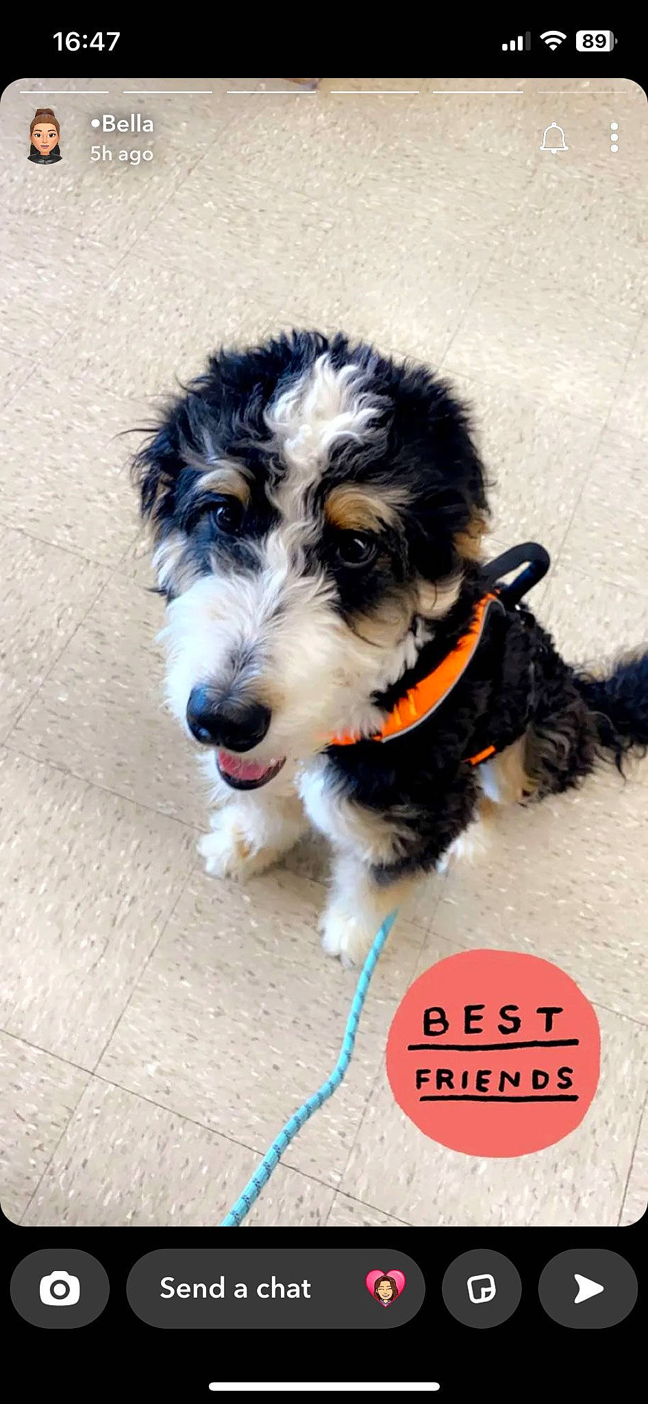 Finn joined the competition — help win amazing prizes! canidae, carnivore, collar, companion_dog, dog, dog_breed, dog_collar, dog_supply, fashion_accessory, fur, personal_protective_equipment, puppy, small_terrier, snout, sporting_group, terrier, toy_dog, working_animal, working_dog