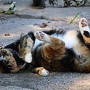 Cali joined the competition — help win amazing prizes! cat, calico, animal, pet, paw, fur, playful, outdoor, stone_ground, relaxed, rolling, multicolor, whiskers, cute, nature, daylight, mammal, small_animal, resting, domestic_animal