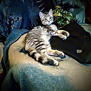 Kleo joined the competition — help win amazing prizes! animal, blanket, cat, chair, cozy, cushion, cute, domestic, feline, fur, home, indoor, looking, pattern, pet, relaxed, resting, soft, striped, tabby