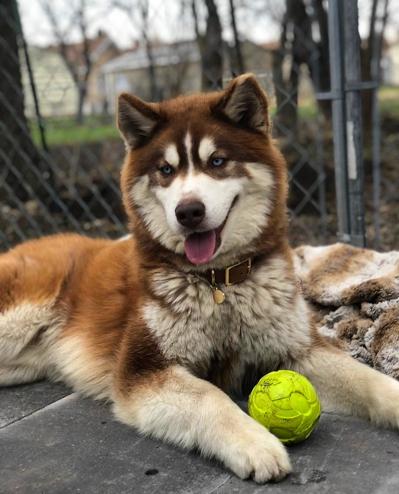 Samson joined the competition — help win amazing prizes! ancient_dog_breeds, art, ball, canidae, carnivore, companion_dog, dog, dog_breed, fur, grass, sled_dog, snout, sports_equipment, tennis_ball, terrestrial_animal, tire, tree, whiskers, wildlife, working_dog