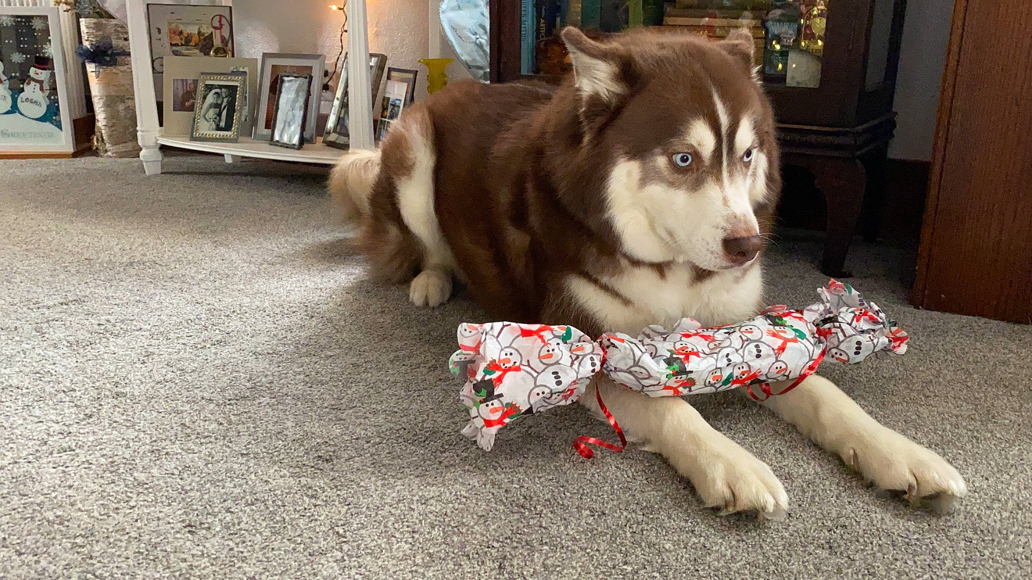 Samson is registered to the contest to win money with this photo: cabinetry, canidae, carmine, carnivore, companion_dog, dog, dog_breed, dog_supply, fawn, felidae, flooring, fur, picture_frame, shelf, snout, sporting_group, tail, toy_dog, whiskers, working_animal