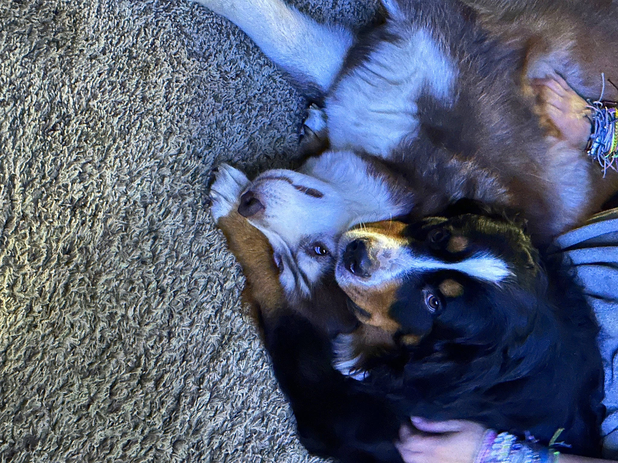 Samson is registered to the contest to win money with this photo: canidae, carnivore, claw, comfort, companion_dog, dog, dog_breed, dress, fawn, felidae, fur, nap, paw, puppy, small_to_medium_sized_cats, snout, sporting_group, tail, whiskers, wood