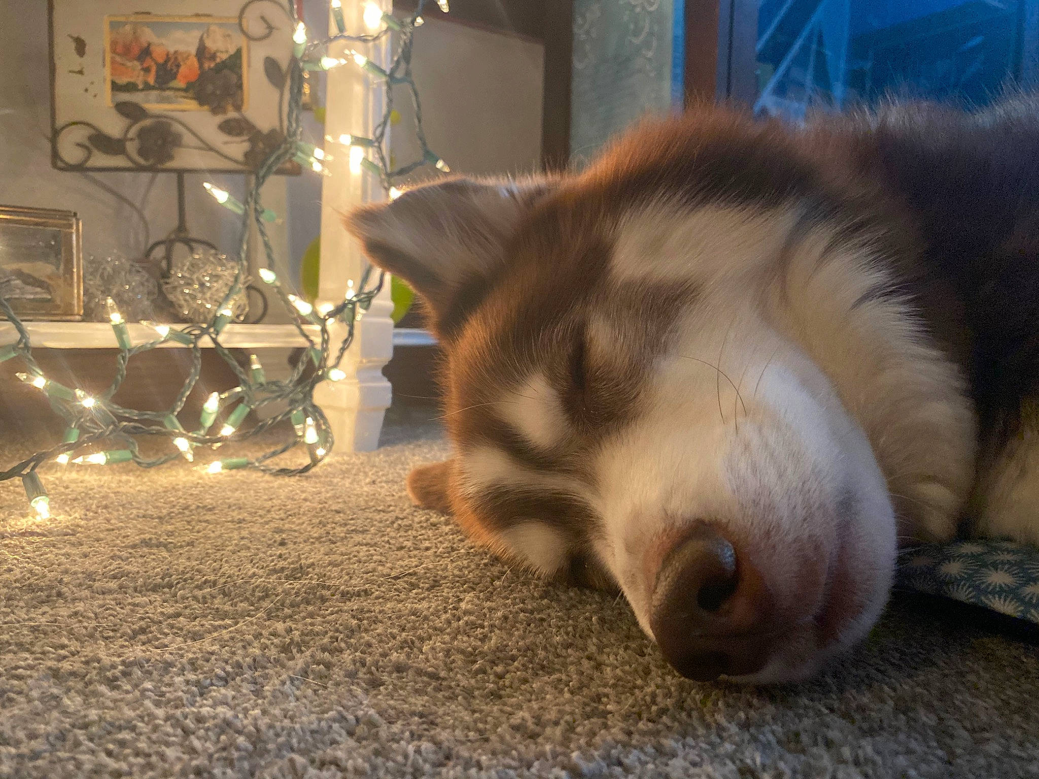 Samson is registered to the contest to win money with this photo: canis, carnivore, comfort, companion_dog, dog, dog_breed, felidae, flooring, fur, mammal, paw, small_to_medium_sized_cats, spitz, sporting_group, tail, terrestrial_animal, vertebrate, whiskers, wood, working_animal