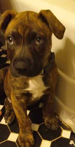 Ace is registered to the contest to win money with this photo: ancient_dog_breeds, canidae, carnivore, collar, companion_dog, dog, dog_breed, dog_collar, ear, fawn, fur, guard_dog, liver, pet_supply, puppy, sporting_group, terrestrial_animal, whiskers, working_animal, working_dog