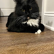 Avocado joined the competition — help win amazing prizes! animal, black_and_white, cat, close_up, curious, domestic_cat, door, floor, fluffy, fur, home, indoor, mammal, pet, portrait, relaxed, whiskers, white_wall, wooden_floor, yellow_eyes