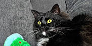 Avocado joined the competition — help win amazing prizes! alert, animal, cat, couch, cozy, decor, fluffy, furniture, gray_couch, green_toy, home, indoor, painting, pet, plush_toy, portrait, relaxed, tuxedo_cat, whiskers, yellow_eyes