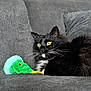 alert, animal, cat, couch, cozy, decor, fluffy, furniture, gray_couch, green_toy, home, indoor, painting, pet, plush_toy, portrait, relaxed, tuxedo_cat, whiskers, yellow_eyes