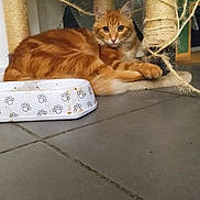 Patouille participe au concours pour gagner de l'argent avec cette photo : cat, orange_cat, feline, pet, indoor, tiled_floor, food_bowl, scratching_post, sisal_rope, paws, whiskers, ears, wide_eyes, lying_down, portrait, fur, cozy, home, gaze, cat_tree