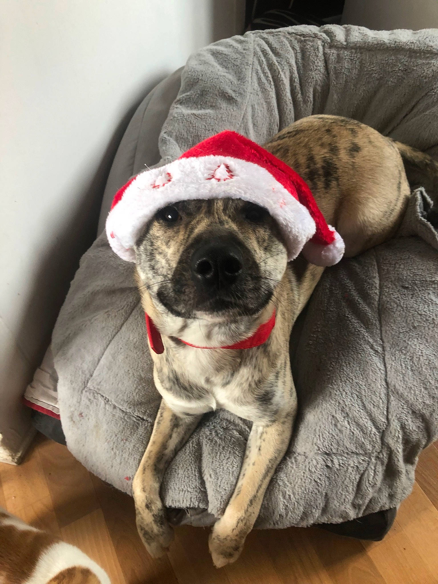 Cayenne a rejoint le concours — aidez-le/la à gagner de superbes lots ! canidae, carnivore, companion_dog, dog, dog_breed, dog_clothes, fawn, mammal, pug, puppy, snout, toy_dog, vertebrate