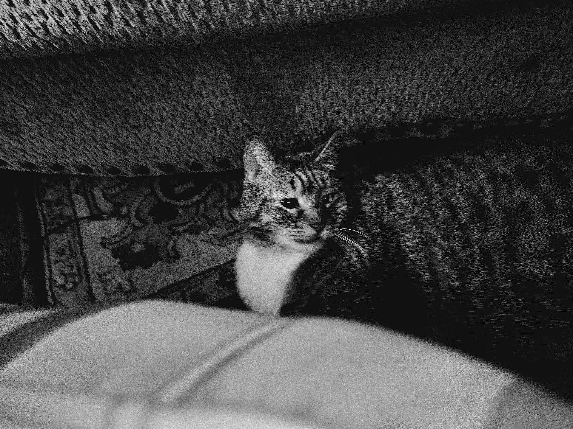 abyssinian, animal, architecture, armchair, blanket, building, cat, chair, couch, cushion, furniture, homedecor, indoors, kitten, livingroom, manx, person, pet, room, sleeping