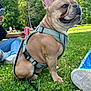 Volt a rejoint le concours — aidez-le/la à gagner de superbes lots ! blue_sky, can, casual, daytime, dog, french_bulldog, grass, greenery, harness, leash, nature, outdoor, park, person, pet, phone, relaxation, sitting, sunny, trees