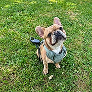 Volt a rejoint le concours — aidez-le/la à gagner de superbes lots ! animal, canine, cute, daylight, dog, ears, french_bulldog, friendly, grass, greenery, harness, leash, nature, outdoor, paw, pet, sitting, small_dog, snout, summer