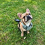 animal, canine, cute, daylight, dog, ears, french_bulldog, friendly, grass, greenery, harness, leash, nature, outdoor, paw, pet, sitting, small_dog, snout, summer