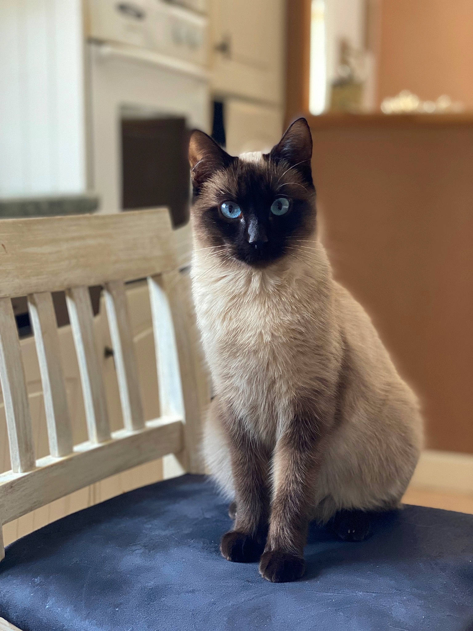 Maki a rejoint le concours — aidez-le/la à gagner de superbes lots ! birman, carnivore, cat, chair, comfort, domestic_short_haired_cat, electric_blue, fawn, felidae, flooring, fur, grey, hardwood, siamese, small_to_medium_sized_cats, snout, tail, thai, whiskers, wood