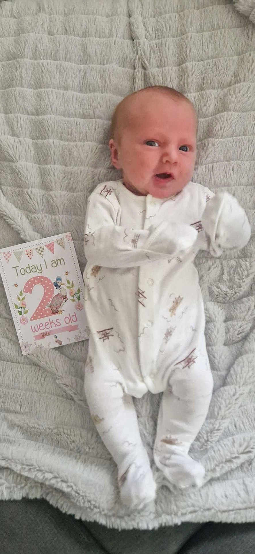 Bella Anna- Rose