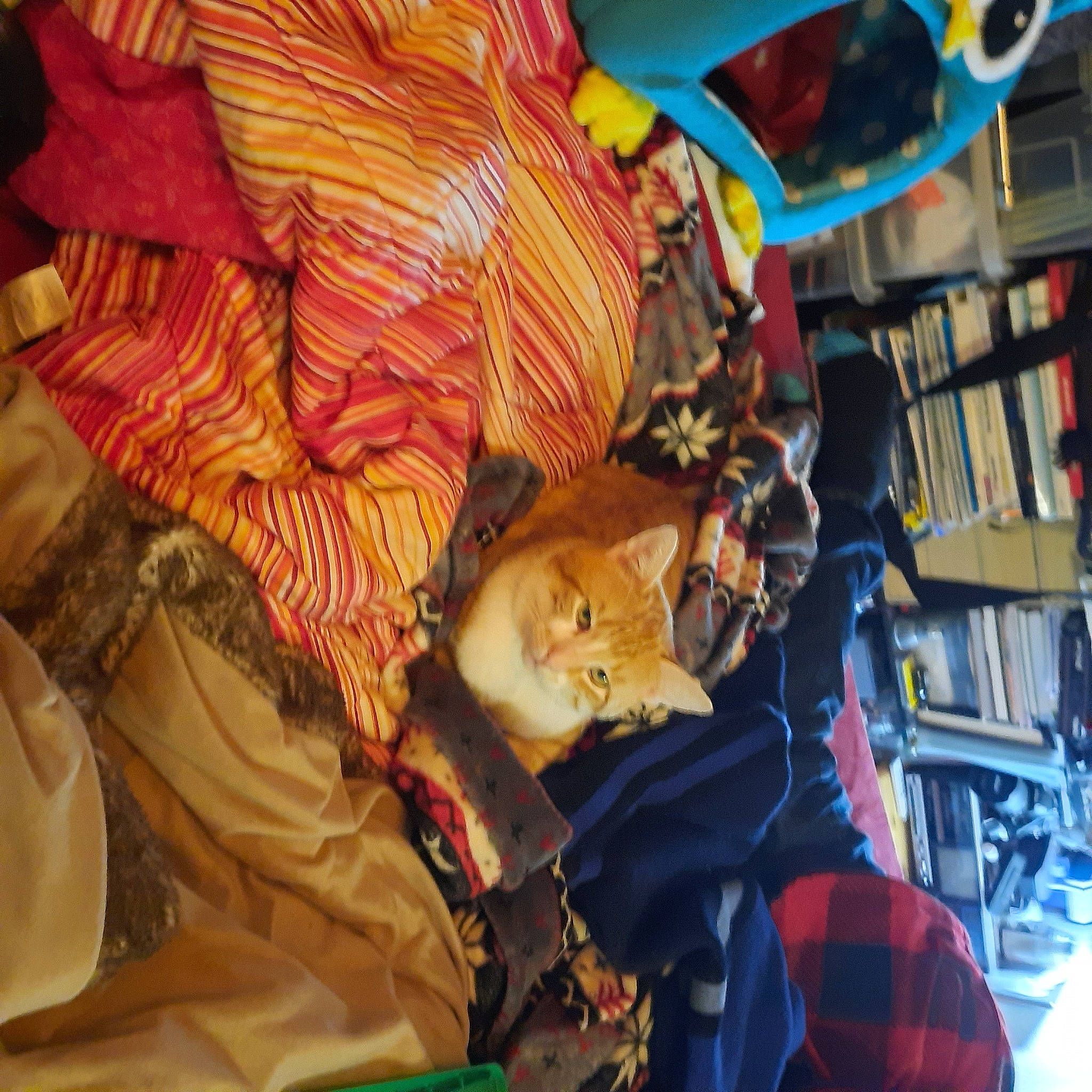 Ucky a rejoint le concours — aidez-le/la à gagner de superbes lots ! art, bookcase, felidae, fur, hat, linens, market, pattern, peach, plaid, room, shelf, small_to_medium_sized_cats, tartan, textile, thread, toy, tradition, visual_arts, wood