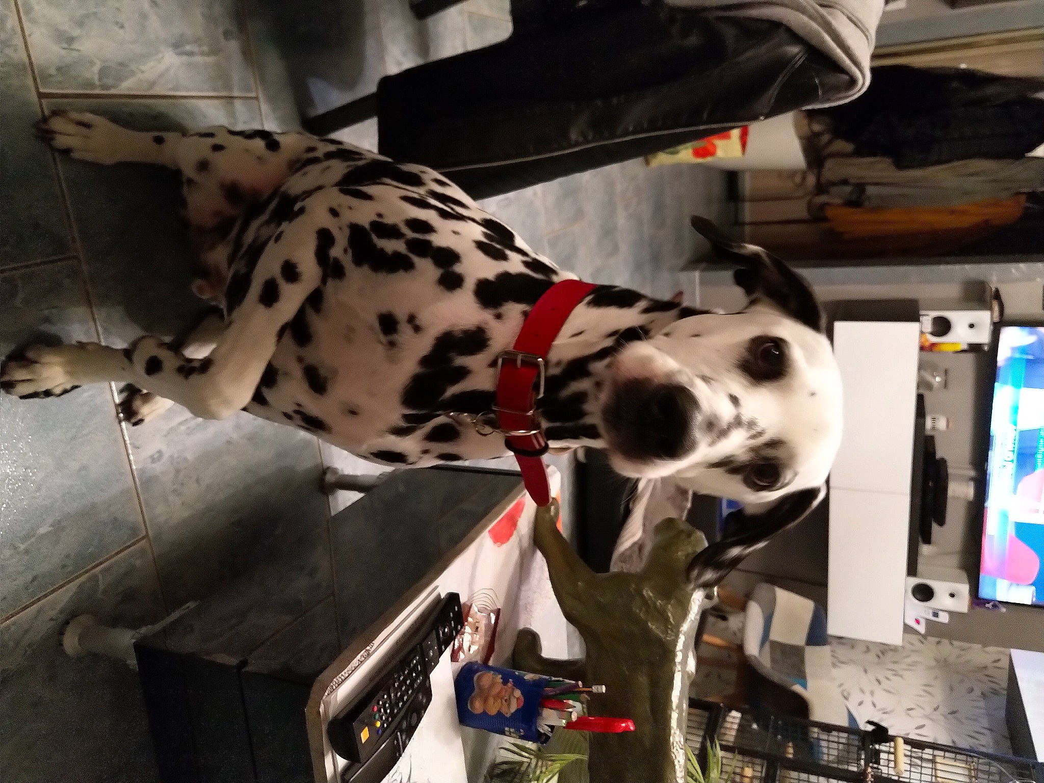 Isaac a rejoint le concours — aidez-le/la à gagner de superbes lots ! camouflage, canidae, carnivore, collar, companion_dog, dalmatian, dog, dog_breed, dog_collar, dog_supply, pet_supply, snout, sporting_group, working_animal, working_dog