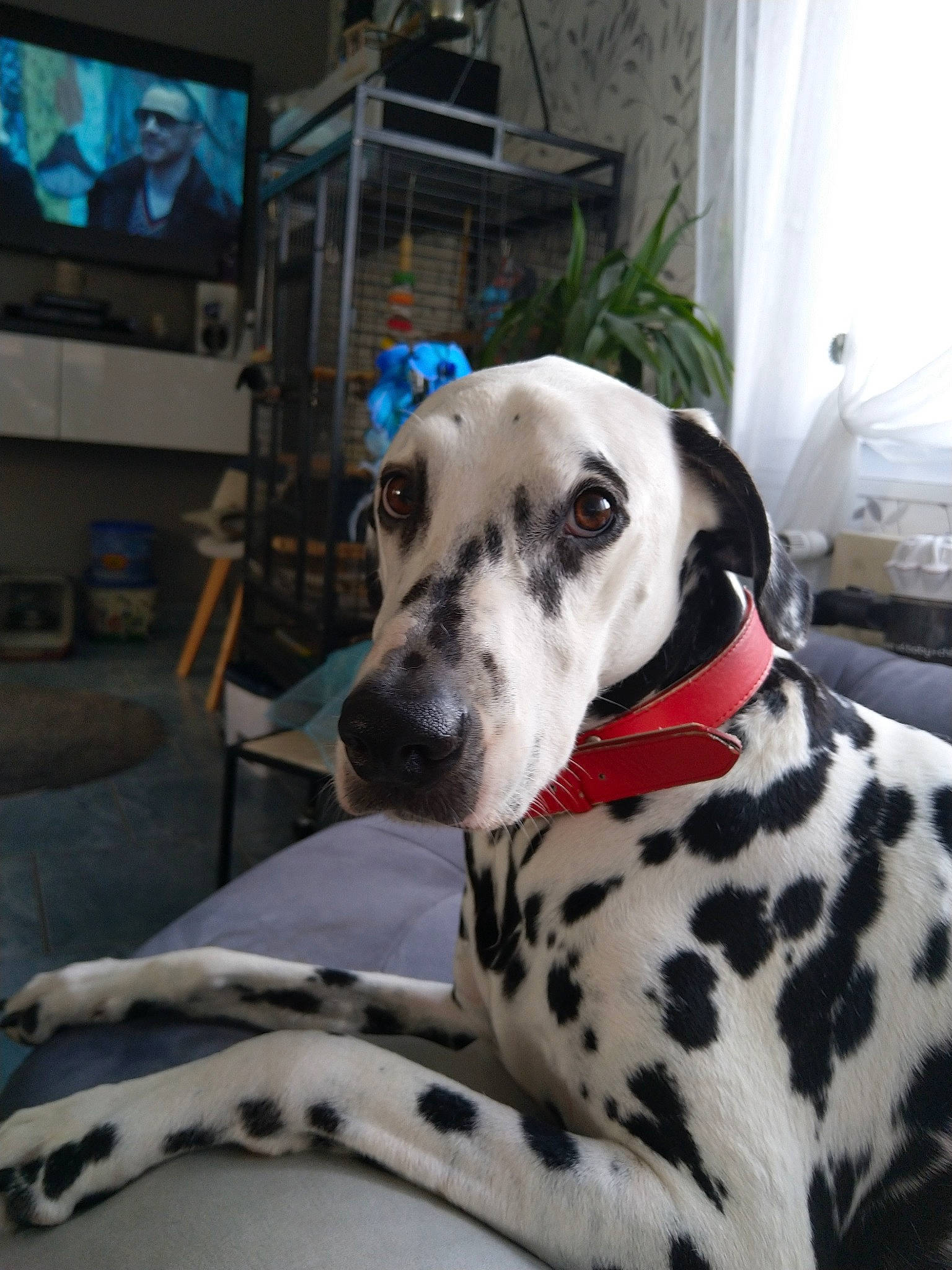Isaac participe au concours pour gagner de l'argent avec cette photo : canidae, carnivore, collar, companion_dog, dalmatian, dog, dog_breed, dog_collar, fawn, fur, non_sporting_group, picture_frame, plant, snout, sporting_group, television, terrestrial_animal, whiskers, working_animal, working_dog