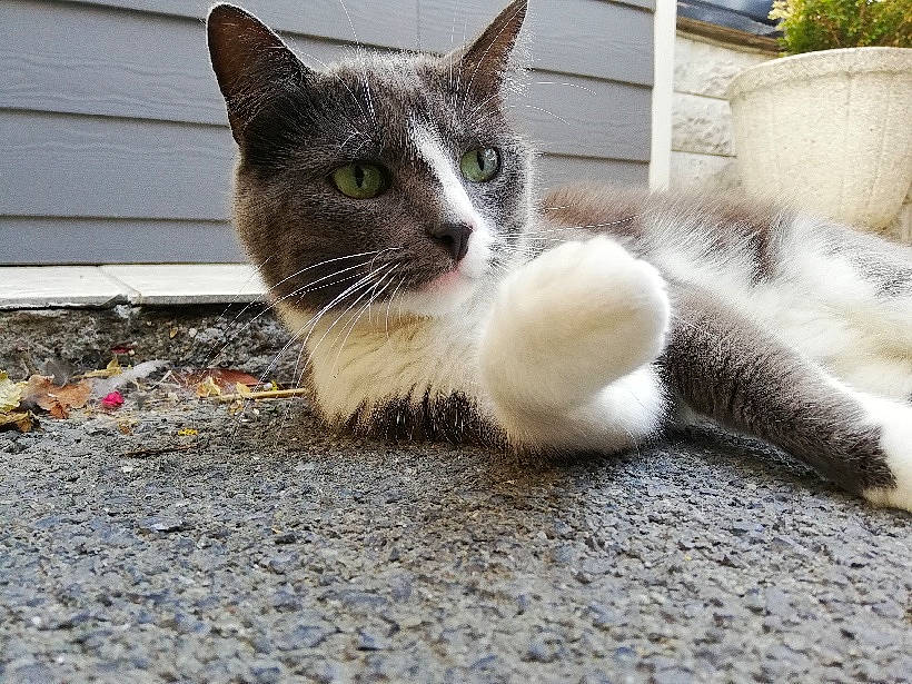 Twingo a rejoint le concours — aidez-le/la à gagner de superbes lots ! carnivore, cat, claw, domestic_short_haired_cat, felidae, fur, kitten, paw, pet_supply, siding, small_to_medium_sized_cats, snout, vertebrate, whiskers