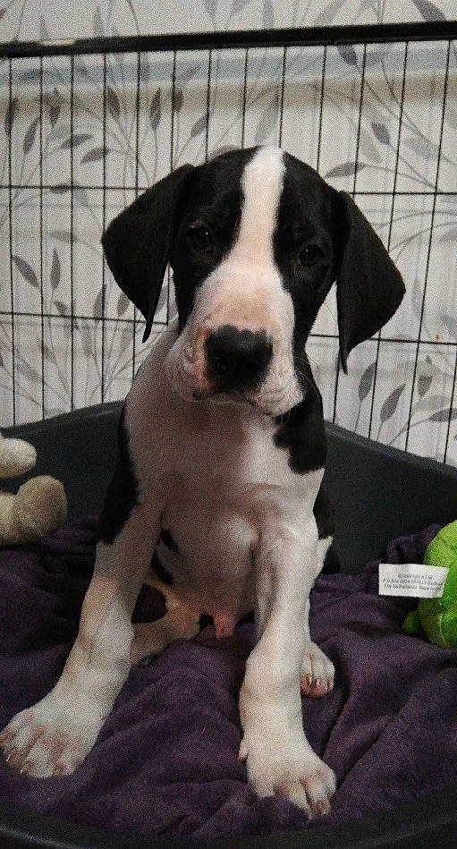 Roméo participe au concours pour gagner de l'argent avec cette photo : cage, canidae, carnivore, collar, companion_dog, dog, dog_breed, dog_supply, mesh, pet_supply, snout, sporting_group, stuffed_toy, terrestrial_animal, toy, whiskers, working_animal, working_dog