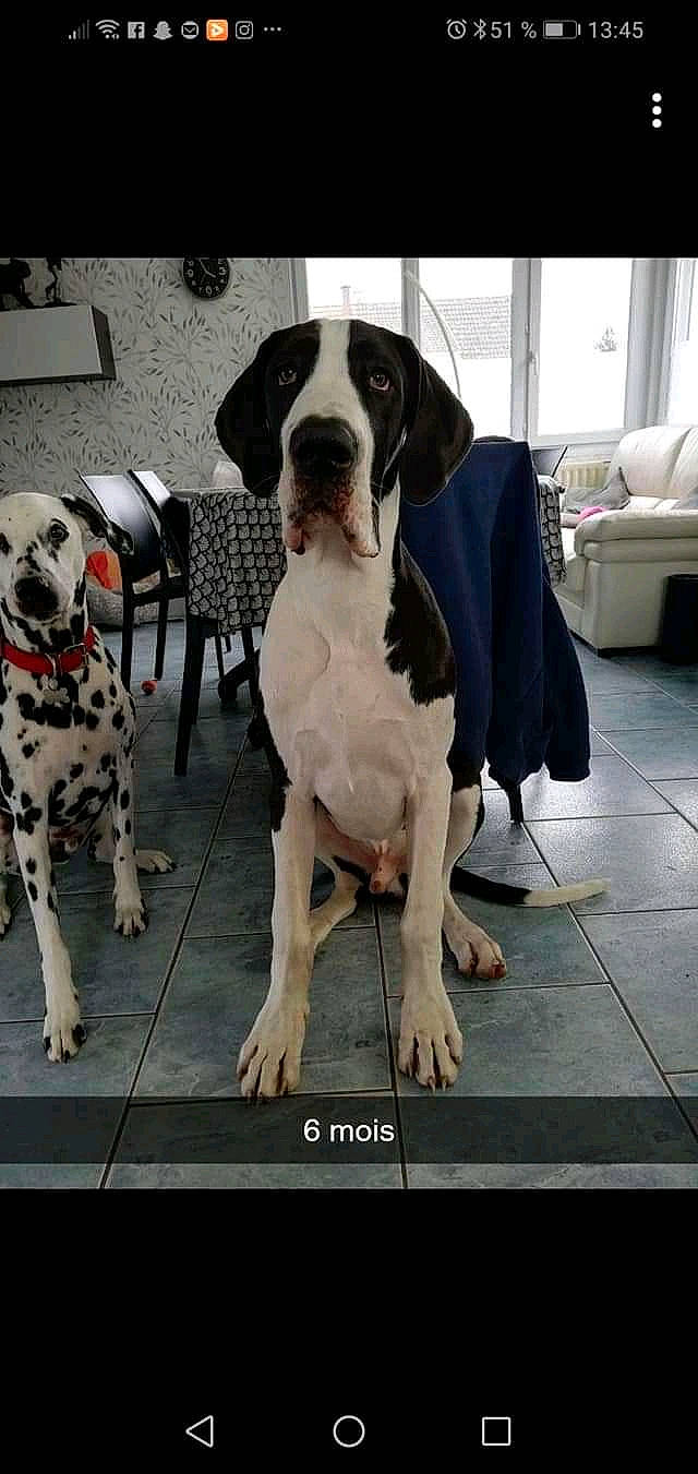 Roméo a rejoint le concours — aidez-le/la à gagner de superbes lots ! canidae, carnivore, collar, comfort, companion_dog, couch, dalmatian, dog, dog_breed, dog_collar, dog_supply, fawn, floor, flooring, gun_dog, pet_supply, snout, sporting_group, vehicle_door, working_animal