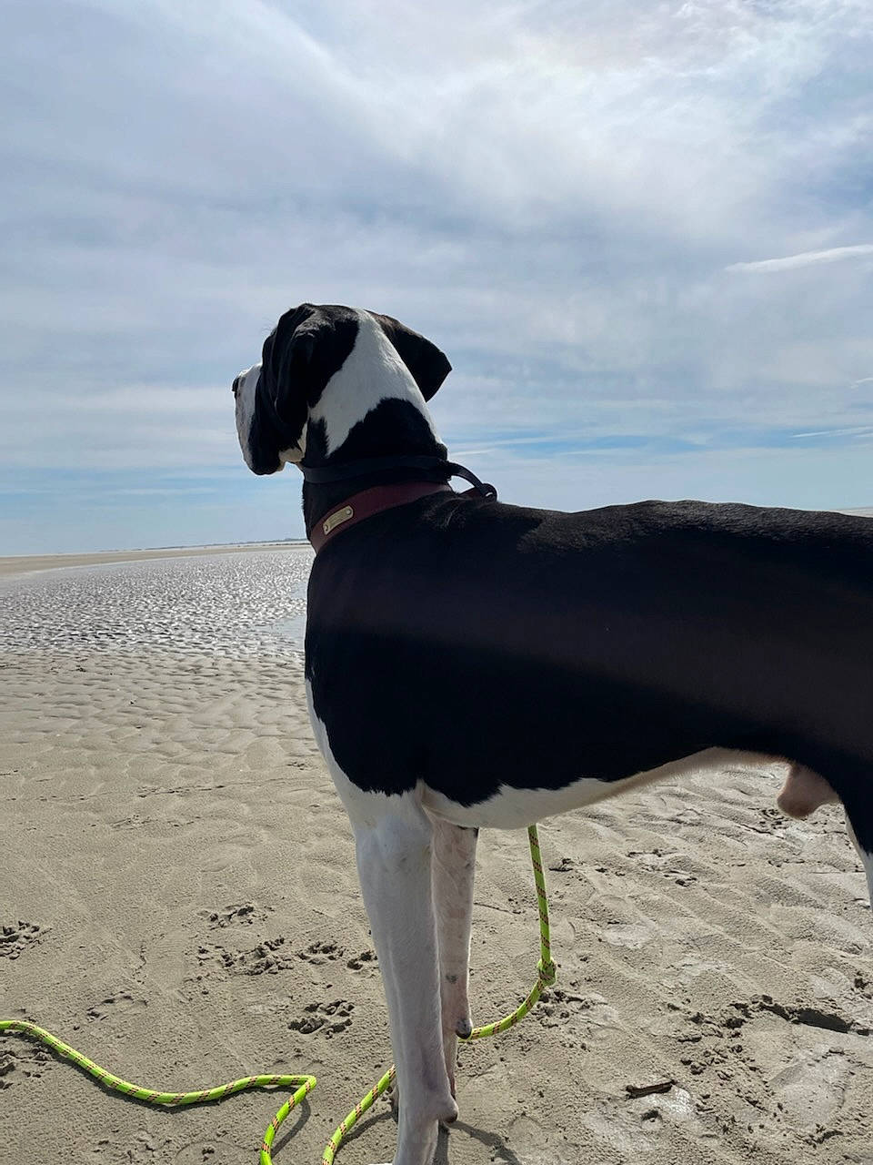 Romeo a rejoint le concours — aidez-le/la à gagner de superbes lots ! adventure, canidae, carnivore, cloud, collar, companion_dog, dog, dog_breed, dog_collar, dog_supply, eyewear, fawn, leash, pet_supply, rampur_greyhound, sky, snout, sporting_group, working_animal, working_dog