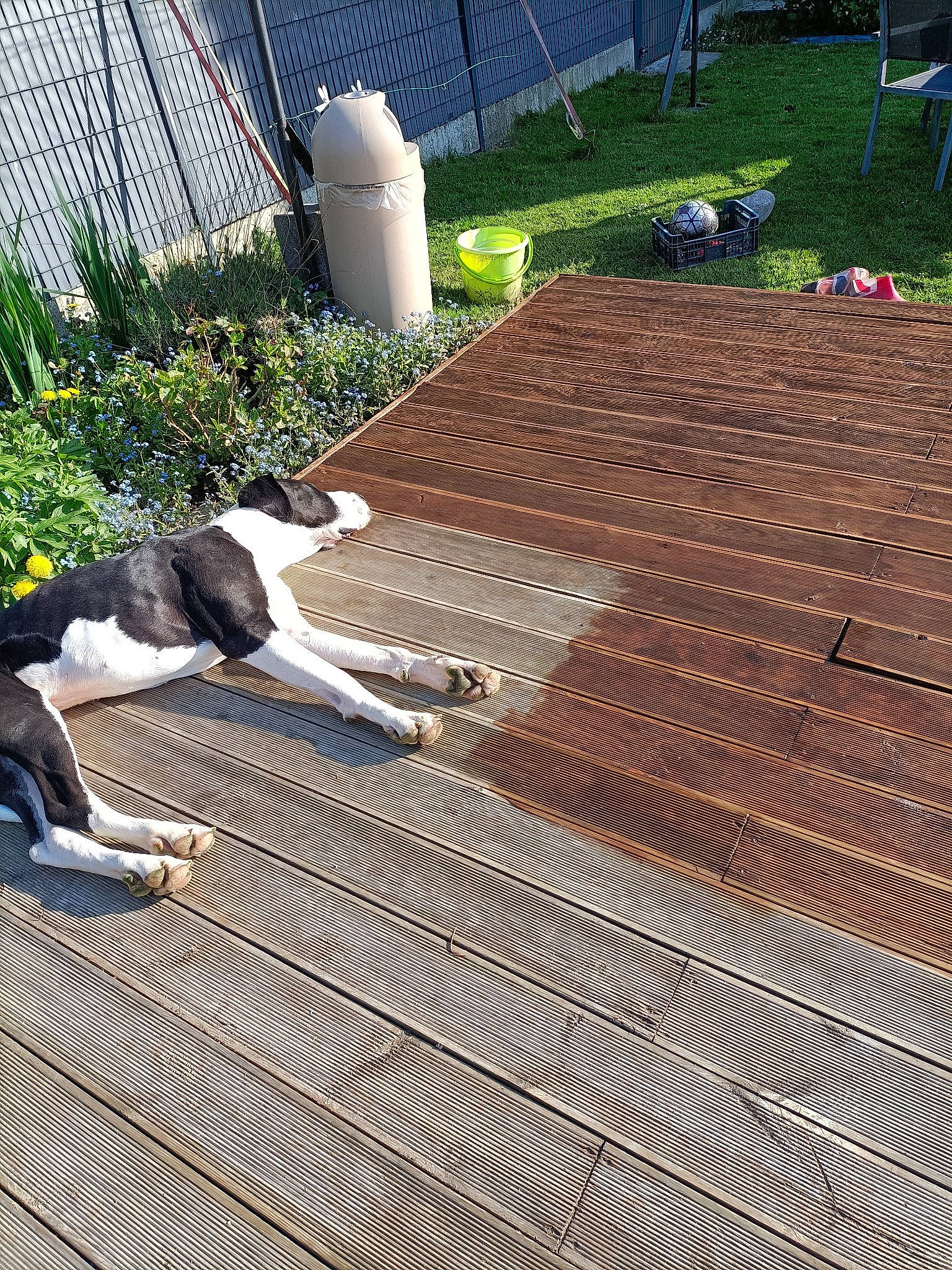Romeo a rejoint le concours — aidez-le/la à gagner de superbes lots ! companion_dog, deck, flagstone, floor, flooring, grass, hardwood, laminate_flooring, landscape, landscaping, lawn, leisure, plant, road_surface, roof, sidewalk, soil, tail, walkway, wood