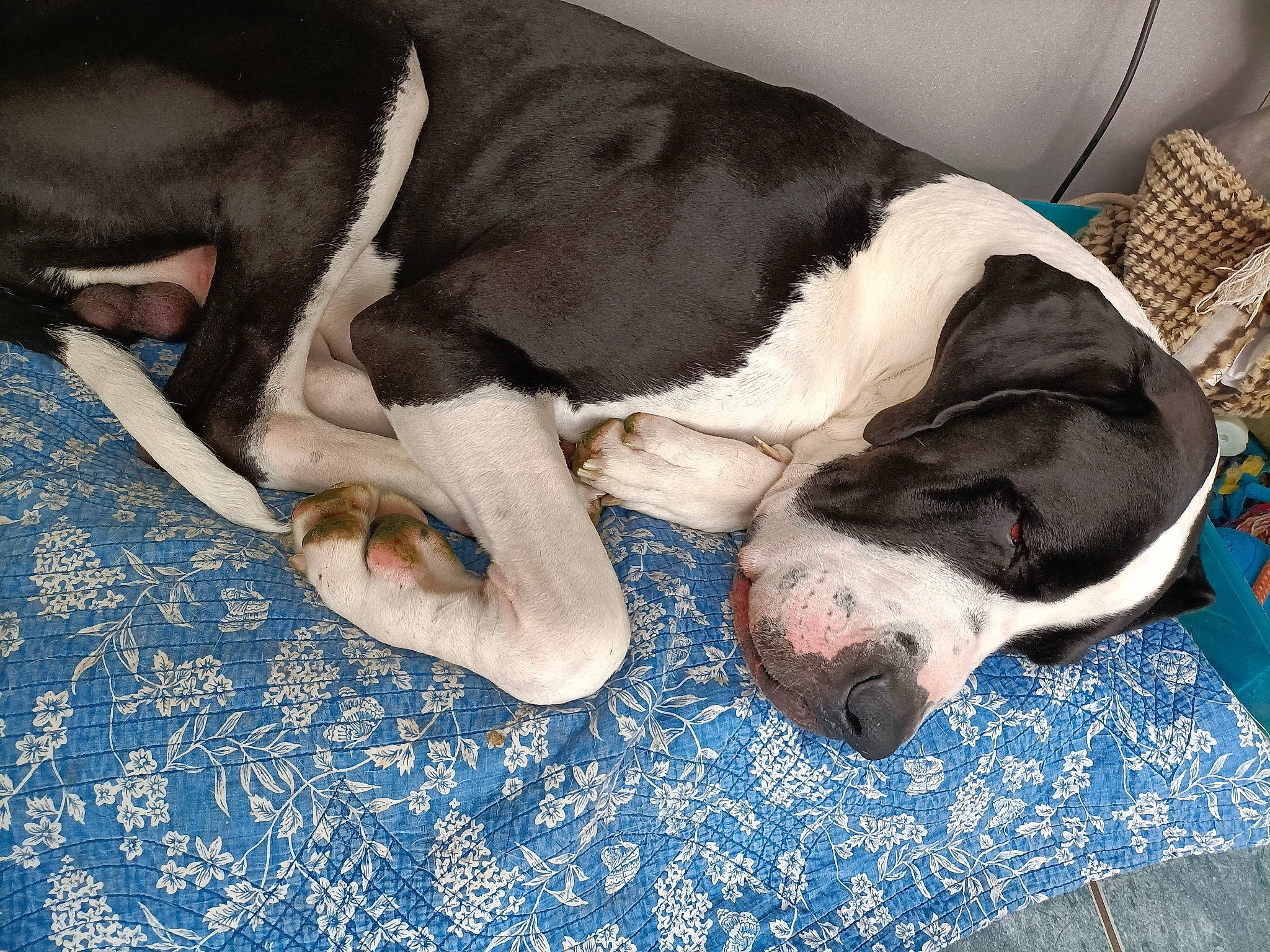 Romeo a rejoint le concours — aidez-le/la à gagner de superbes lots ! blue, canidae, carnivore, comfort, companion_dog, dog, dog_breed, dog_supply, fawn, fur, nap, non_sporting_group, paw, pet_supply, sleep, snout, sporting_group, terrestrial_animal, vertebrate, working_animal