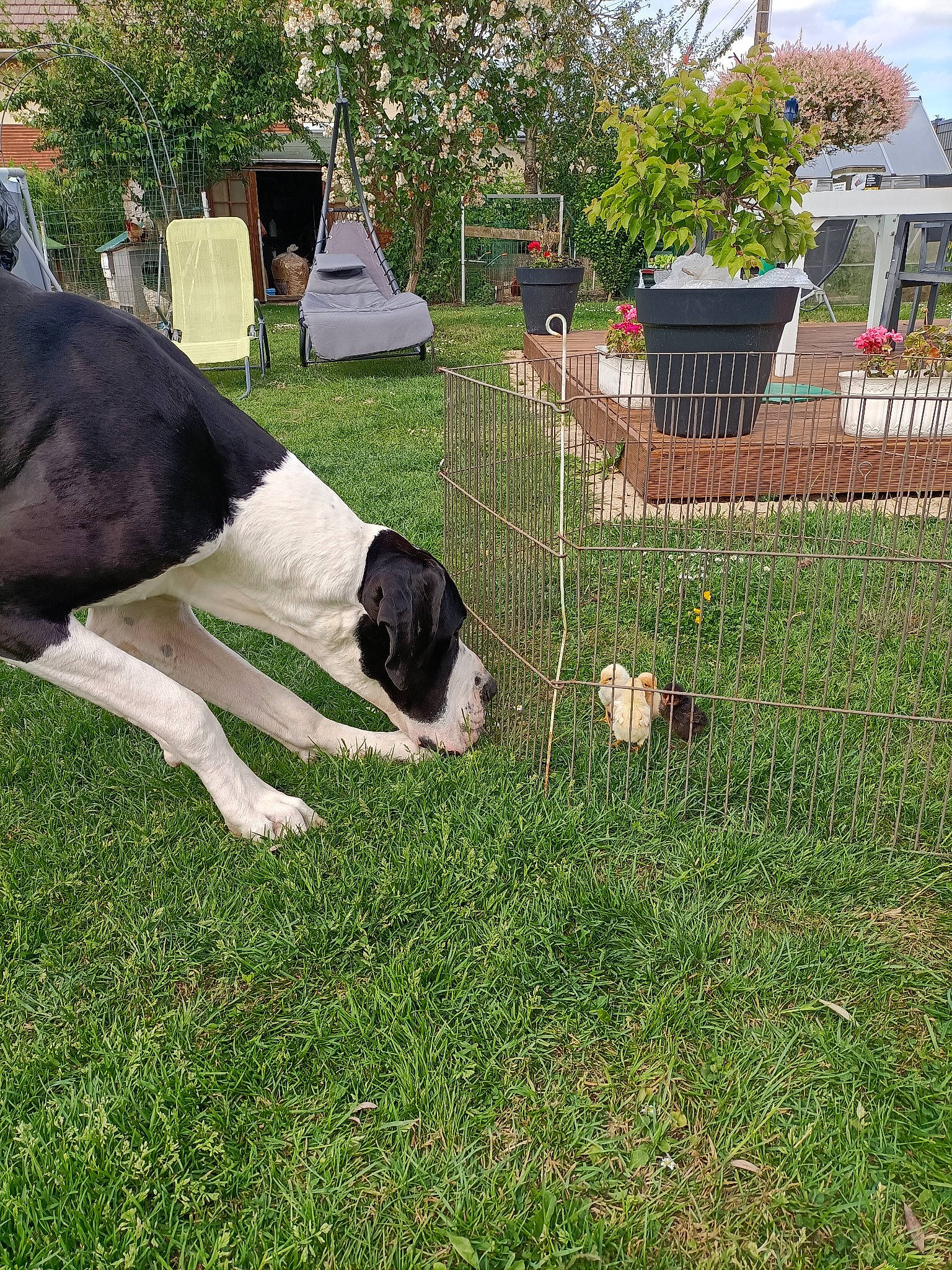 Romeo participe au concours pour gagner de l'argent avec cette photo : carnivore, companion_dog, dog, dog_breed, flowerpot, garden, grass, grass_family, groundcover, landscape, lawn, leisure, pasture, plant, shrub, sporting_group, tail, tree, window, working_animal
