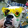 aisle, animal, bulldog, closeup, costume, dog, fashion, funny, humorous, indoor, mustache, pet, pink_clothing, portrait, products, shelves, shopping, store, sunglasses, white_dog