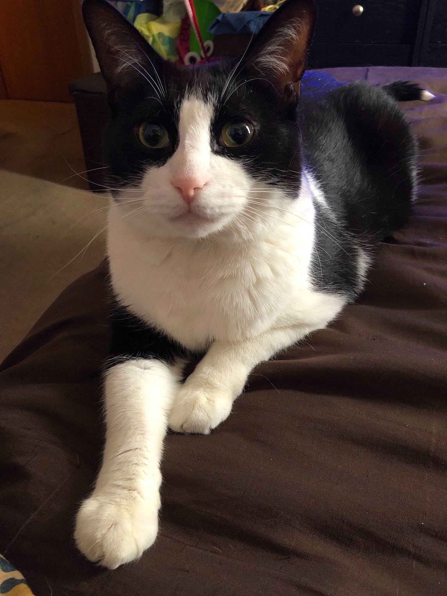 Button is registered to the contest to win money with this photo: aegean_cat, american_wirehair, carnivore, cat, domestic_short_haired_cat, felidae, fur, german_rex, japanese_bobtail, kitten, mammal, paw, polydactyl_cat, small_to_medium_sized_cats, snout, tail, vertebrate, whiskers