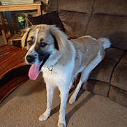 Brutus is registered to the contest to win money with this photo: dog, canine, pet, indoor, carpet, living_room, furniture, couch, table, tongue_out, happy, fur, collar, animal, mammal, standing, blurry, home, domestic, brown