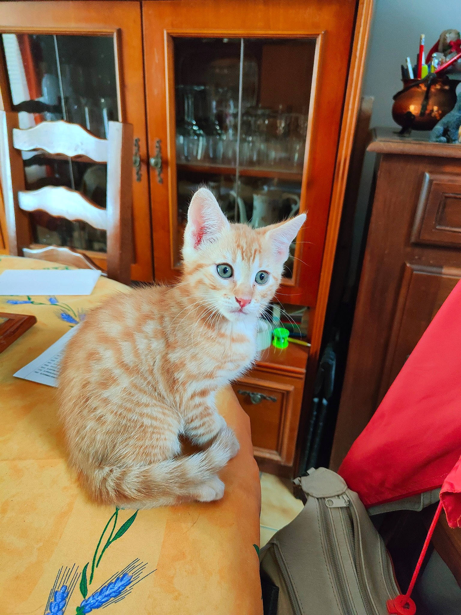 Caramel a rejoint le concours — aidez-le/la à gagner de superbes lots ! box, carnivore, cat, comfort, domestic_short_haired_cat, drawer, fawn, felidae, flooring, fur, paw, picture_frame, room, shelf, sitting, small_to_medium_sized_cats, tail, whiskers, window, wood