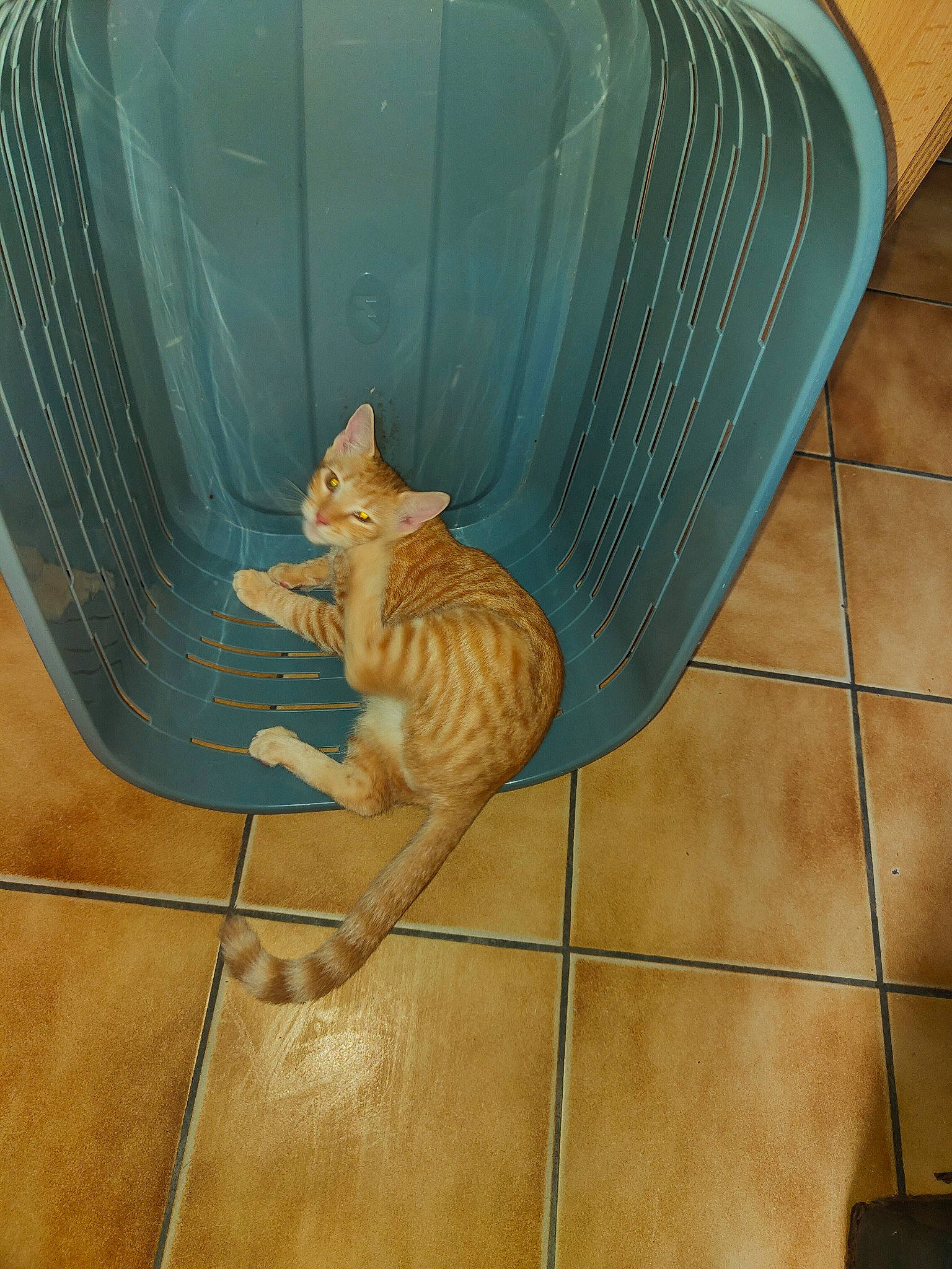 Caramel a rejoint le concours — aidez-le/la à gagner de superbes lots ! carnivore, cat, cat_supply, chair, domestic_short_haired_cat, electric_blue, fawn, felidae, floor, flooring, hardwood, pet_supply, plywood, small_to_medium_sized_cats, tail, tints_and_shades, whiskers, wicker, wood, wood_stain