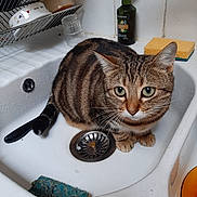 Ninas participe au concours pour gagner de l'argent avec cette photo : cat, tabby_cat, sink, bathroom, green_eyes, curious, pet, domestic_animal, striped_fur, whiskers, soap_dispenser, sponge, drain, dish_rack, tiles, household, close_up, animal, feline, indoor